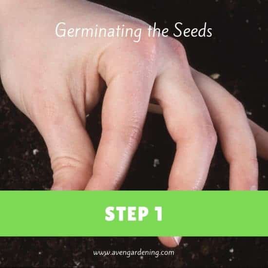 Germinating the Seeds