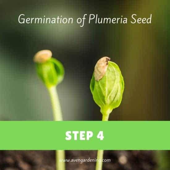 Germination of Plumeria Seed