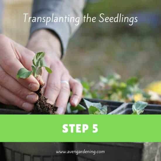Transplanting the Seedlings