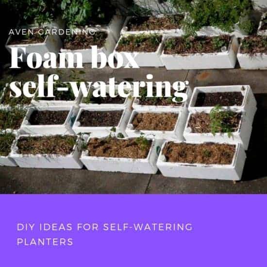 Foam box self-watering system