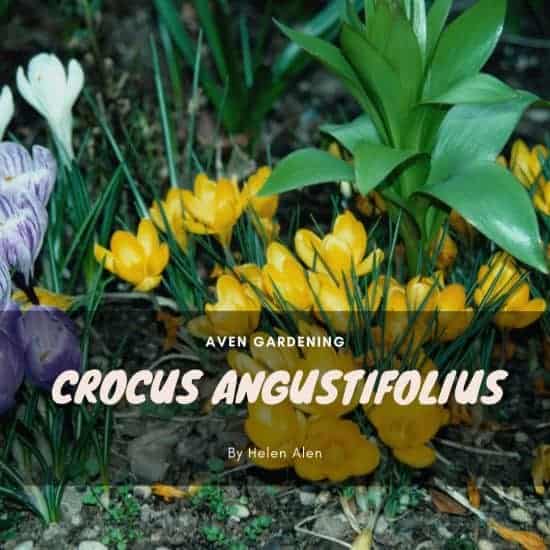 Crocus Angustifolius