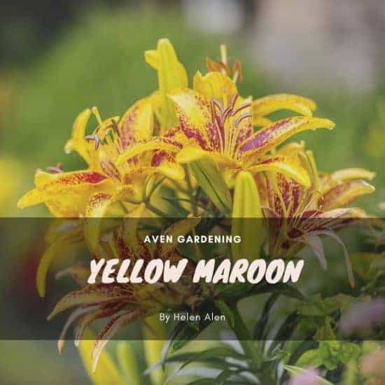 Yellow Maroon (Antirrhinum antirinca)