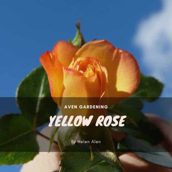 Yellow Rose (Rose'Arthur Bell')