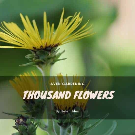 Thousand Flowers (Achillea millefolium)