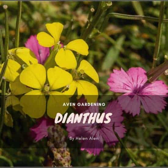 Dianthus (Bookham Fancy)