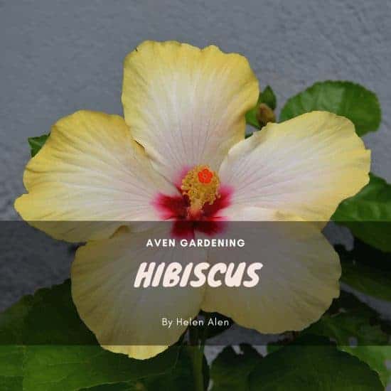 Hibiscus (Yellow Double)