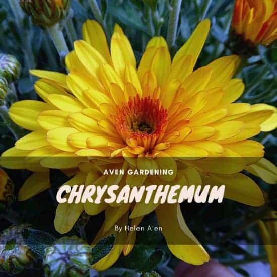 Golden Chalice(Chrysanthemum)