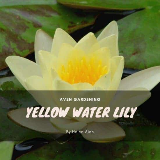 Yellow Water Lily (Nuphar lutea) 