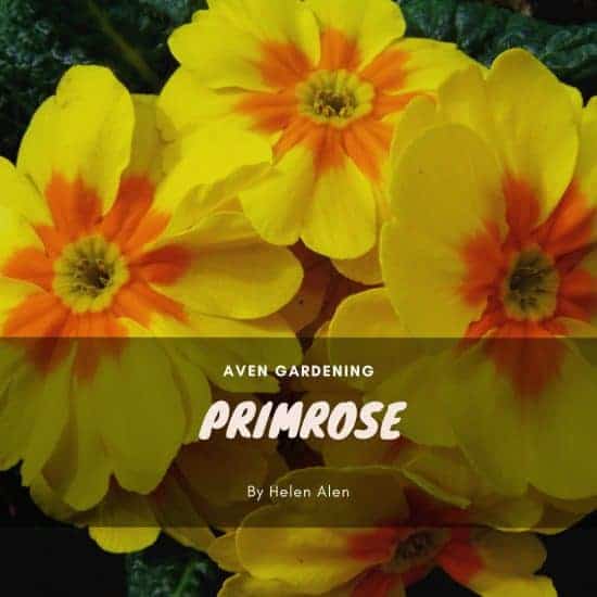 Primrose (Blairside Yellow)