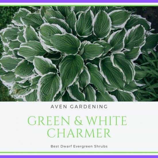 Green & White Charmer