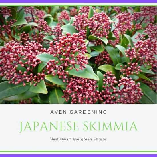 Japanese Skimmia
