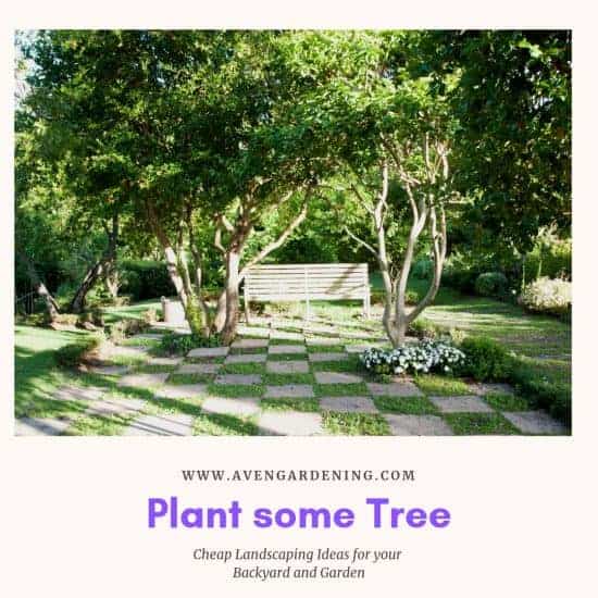 Plant some Tree