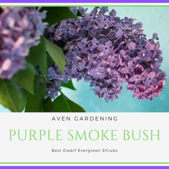 Purple Smoke Bush