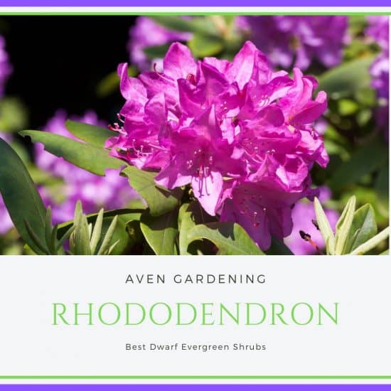  Rhododendron