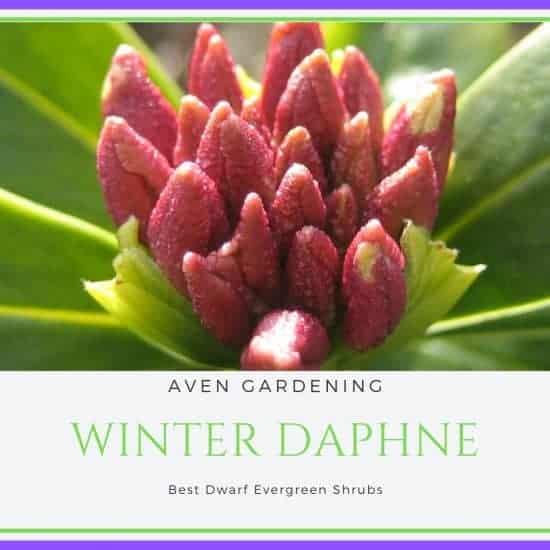 Winter Daphne