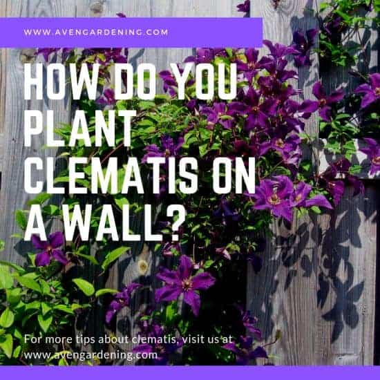How do you plant Clematis on a Wall?