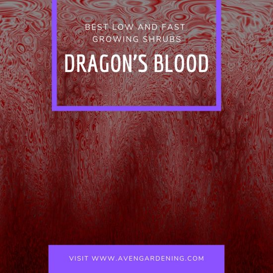 Dragon's Blood (Red Sedum) 