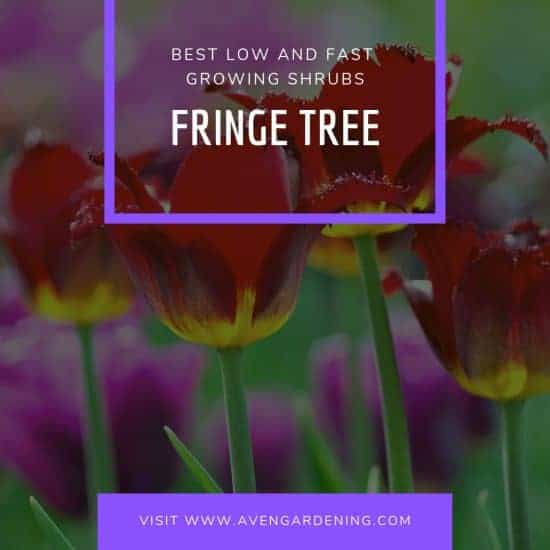  Fringe Tree