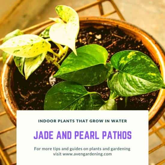 Jade and Pearl Pathos 