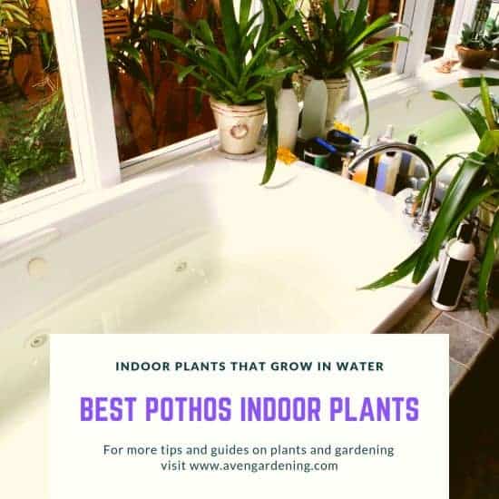  The best Pothos indoor plants 