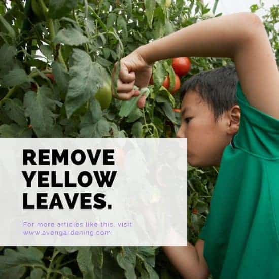 Remove yellow leaves.
