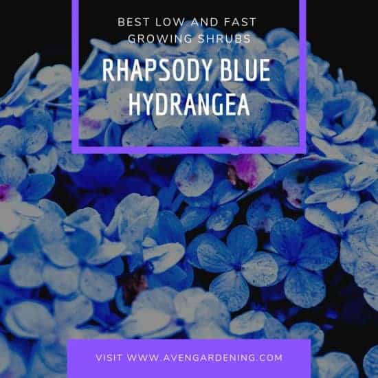 Rhapsody Blue Hydrangea