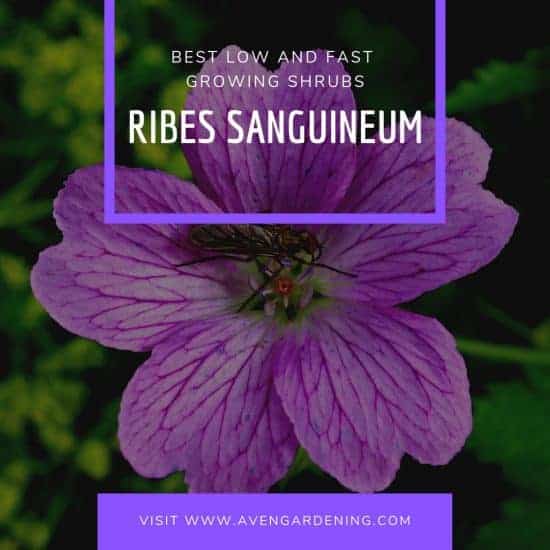 Ribes Sanguineum (Flowering Currant)