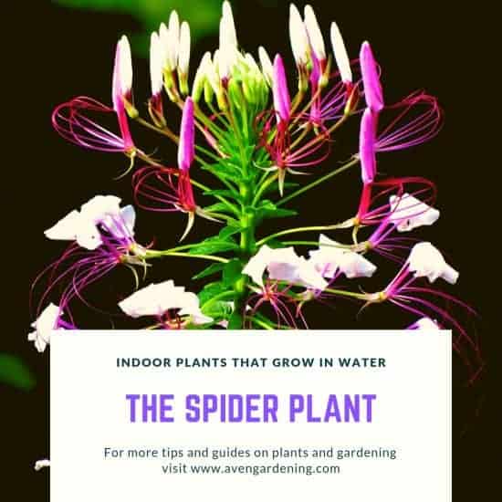 The Spider Plant 