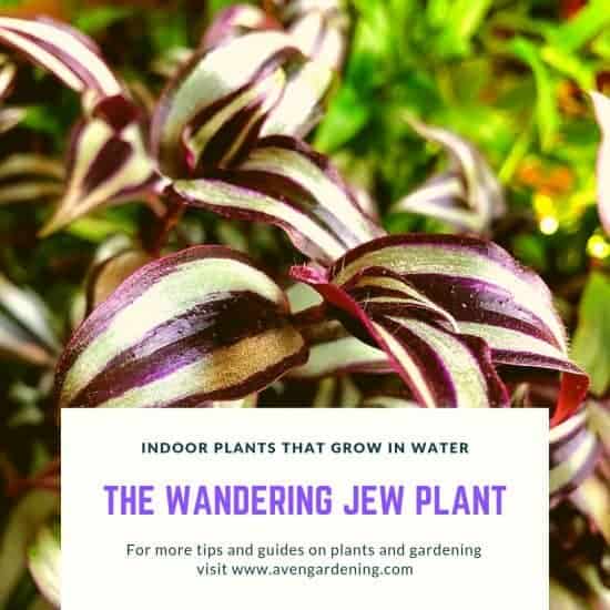 The Wandering Jew Plant 