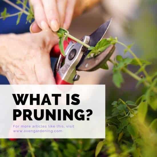What is pruning?