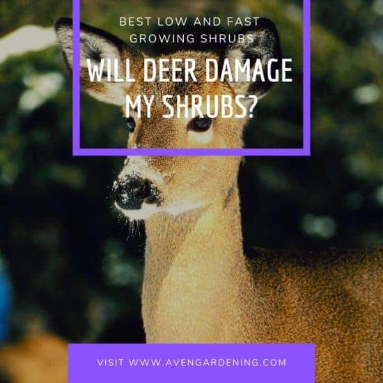 Will deer damage my shrubs?