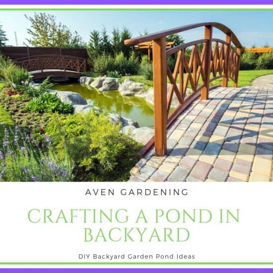 Crafting Pond in Backyard