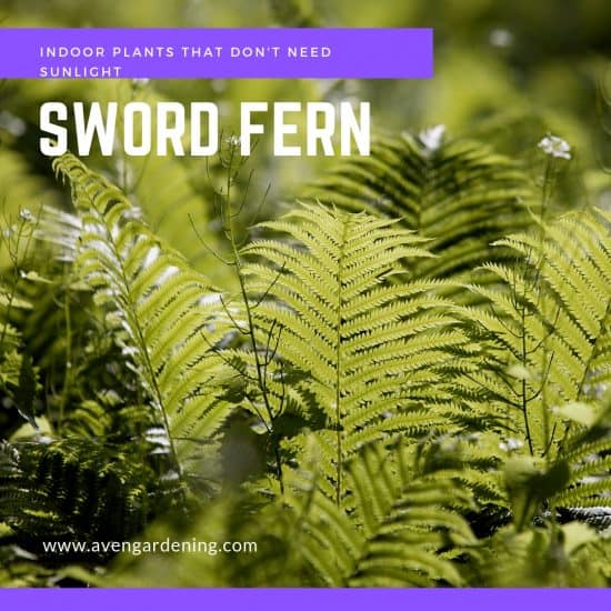 sword fern