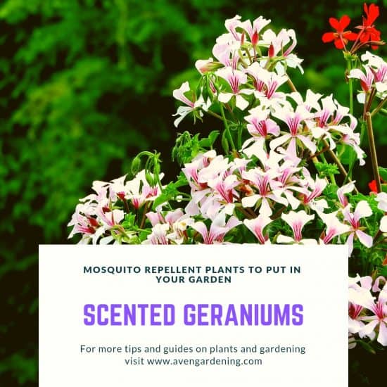 Scented Geraniums
