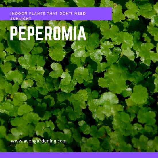 peperomia
