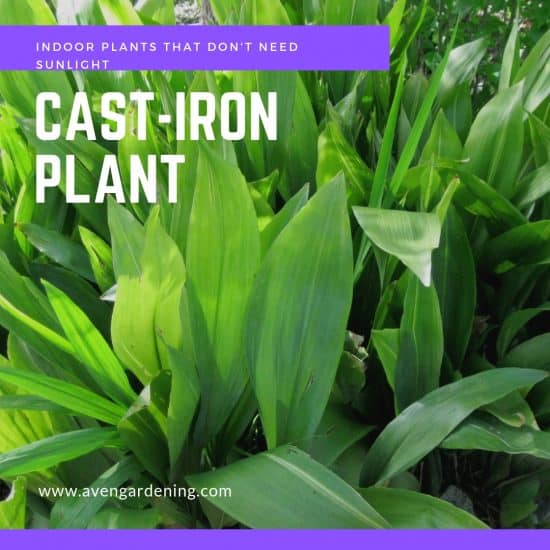 Cast-Iron Plant