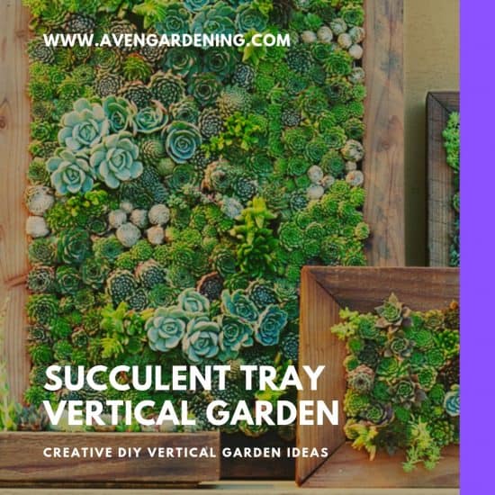 Succulent Tray Vertical Garden