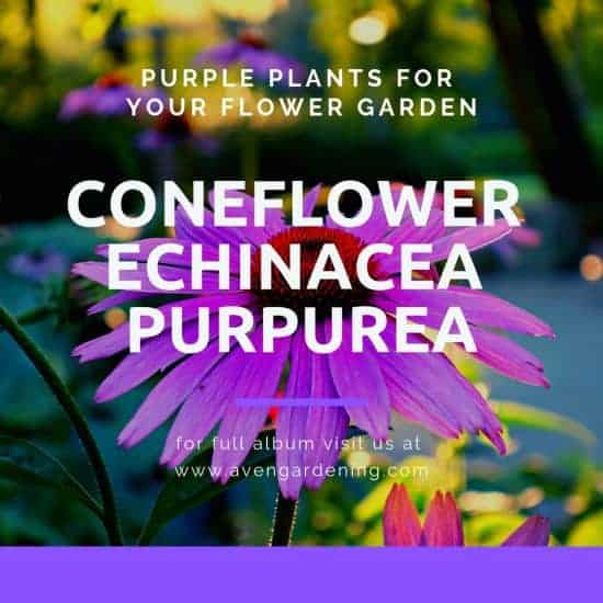 Coneflower Echinacea Purpurea
