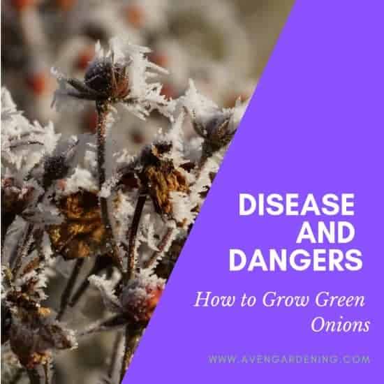 Disease and Dangers