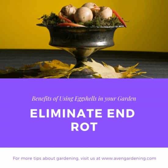 Eliminate End Rot