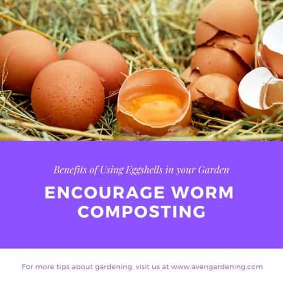 Encourage Worm Composting