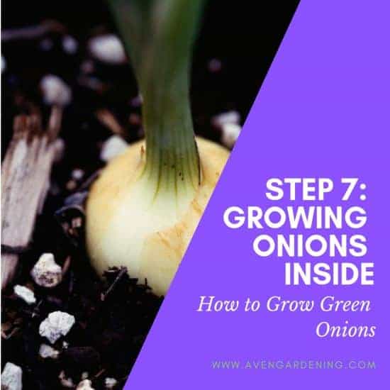 Growing Onions Inside
