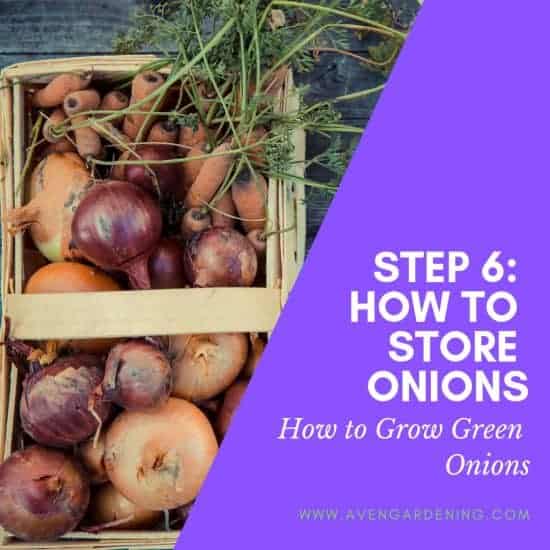 How Store Onions