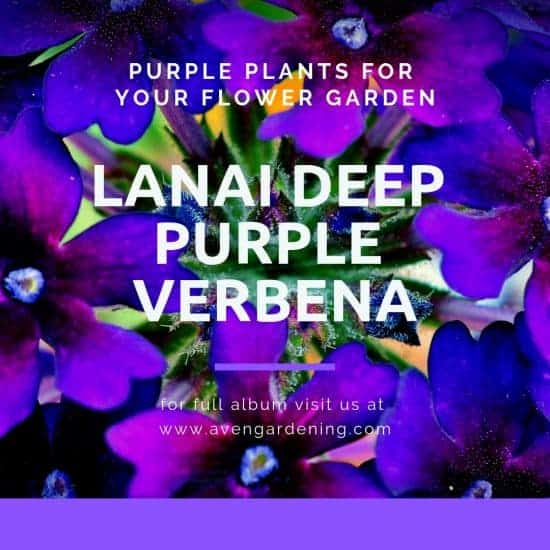 Lanai Deep Purple Verbena