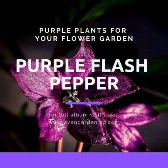  Purple Flash Pepper
