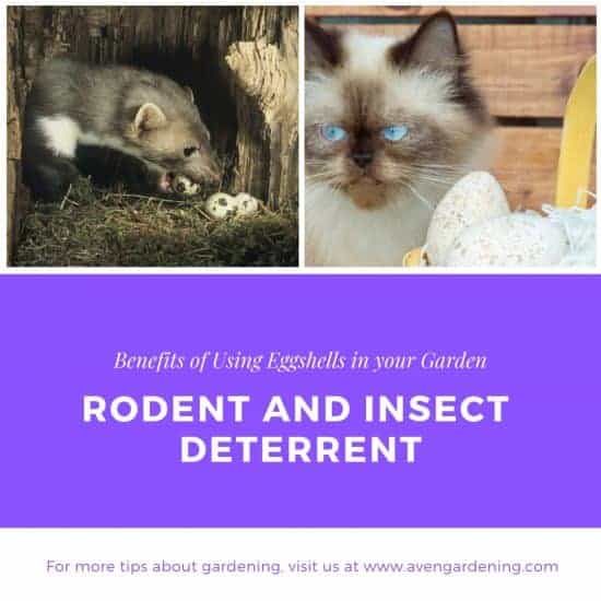 Rodent and Insect Deterrent 
