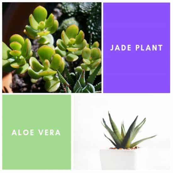 Jade Plant and Aloe Vera