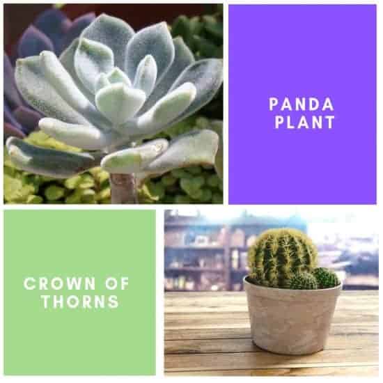 Panda Plant and Crown of thorns