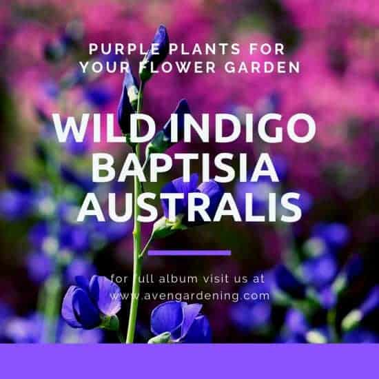 Wild Indigo Baptisia Australis