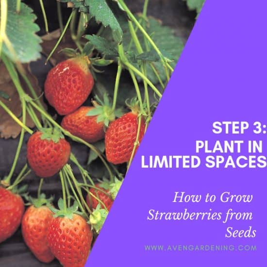 Step 3:  Plant in Limited spaces